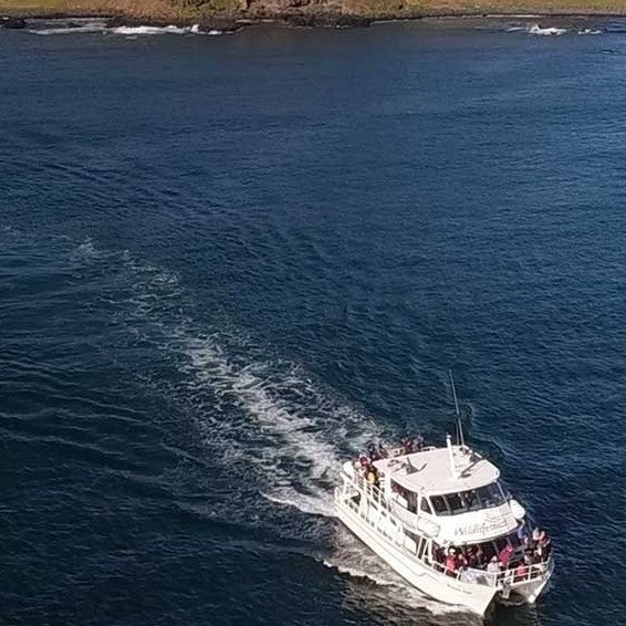 Phillip Island Seal Cruise - Family