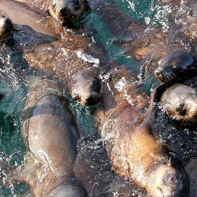 Phillip Island Seal Cruise - Family
