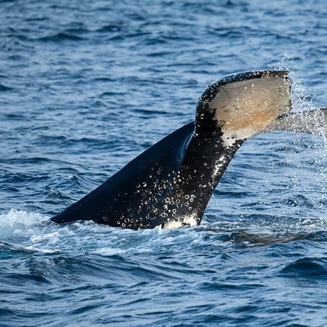 Winter Whale Cruise - Family
