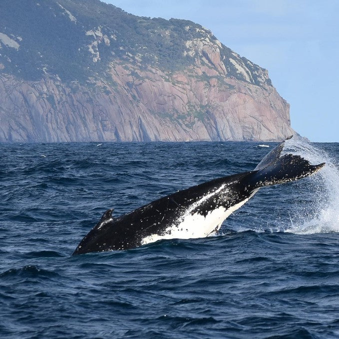 Wilsons Prom – Whale Cruise - Family