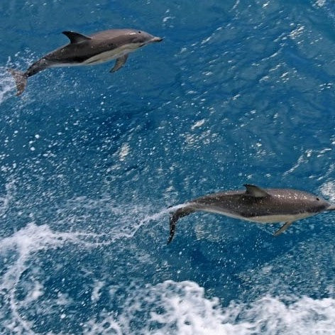 Wilsons Prom – Whale Cruise - Family