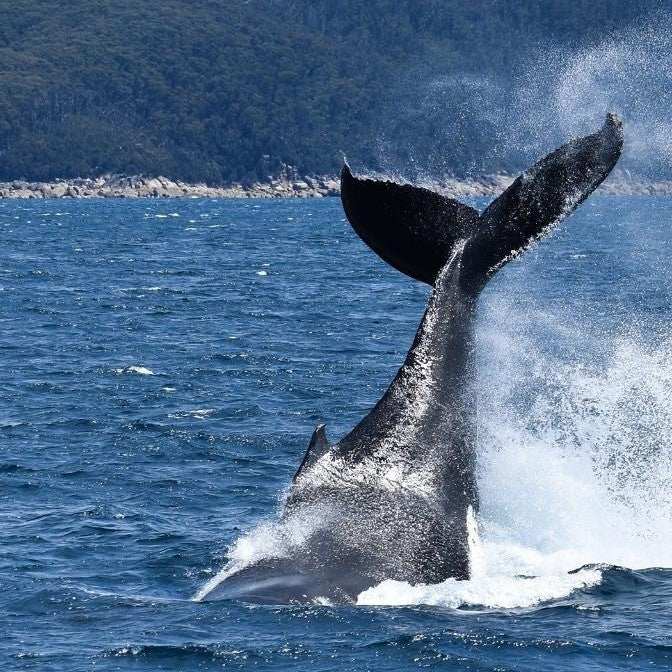 Wilsons Prom – Whale Cruise - Family