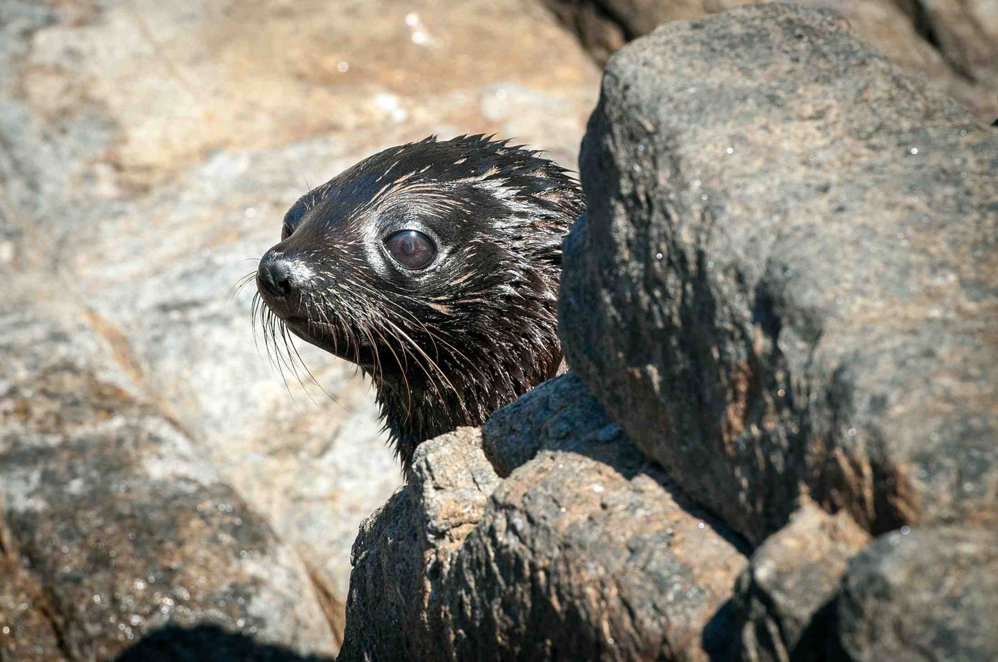 Great White Shark Expedition - 5 Nights