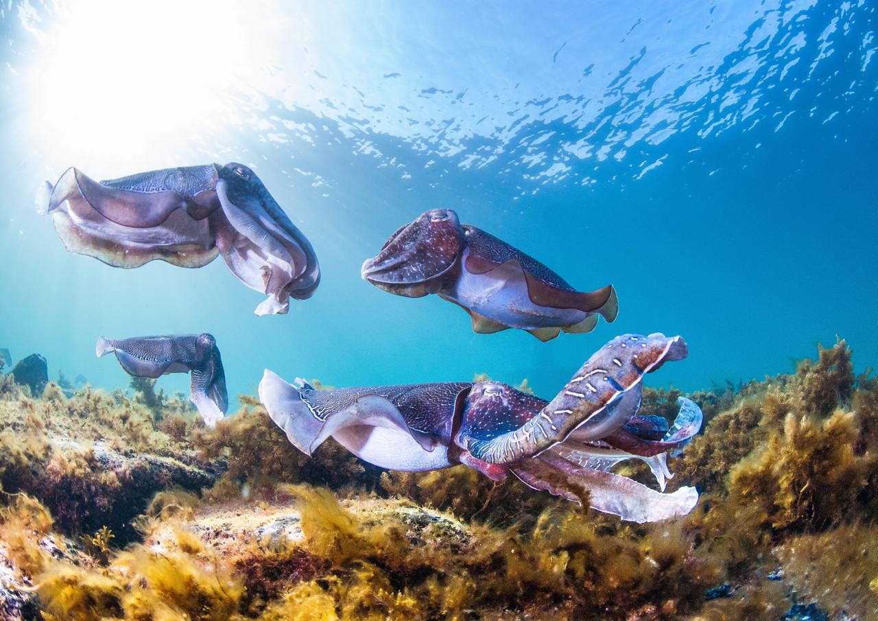 Swim With The Giant Cuttlefish
