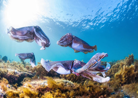 Swim With The Giant Cuttlefish