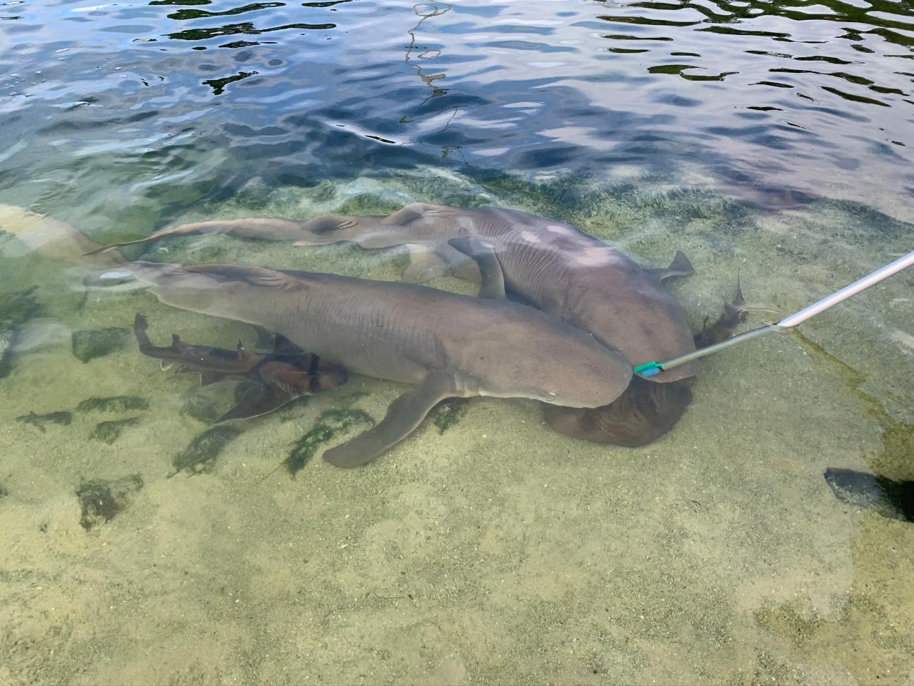 Reef Shark Encounter With Entry Pass