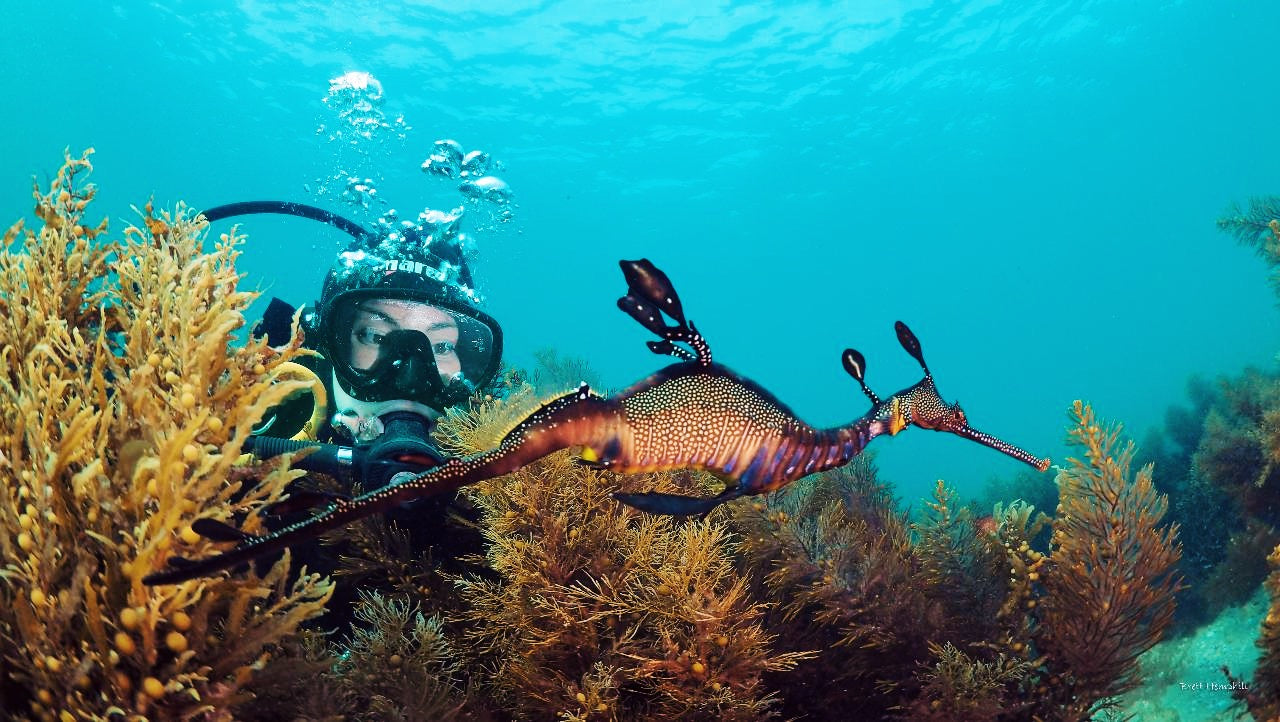 Guided Scuba Dive - Certified Divers