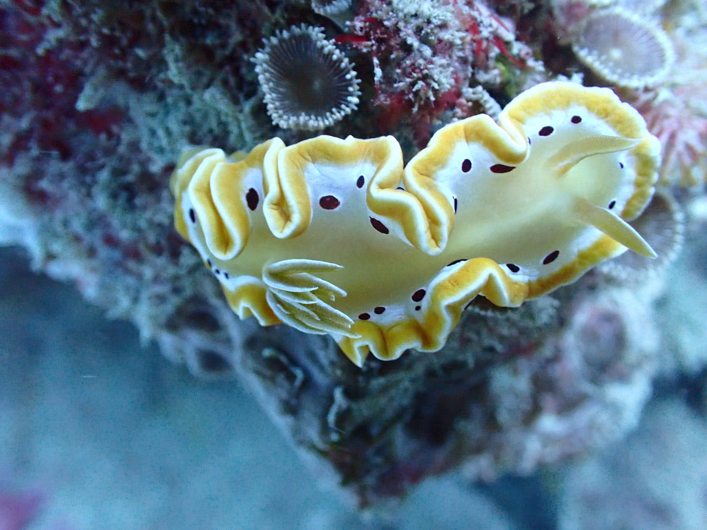 Discover Scuba Diving - One Uncertified Intro Dive And Snorkelling