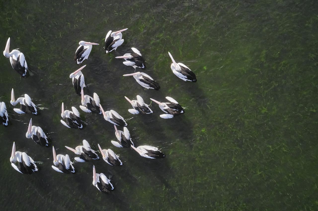 Guided Birdwatching Tour