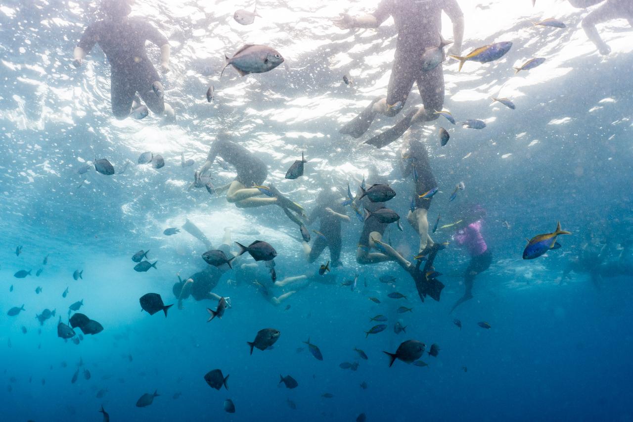 Snorkeling Tour Julian Rocks