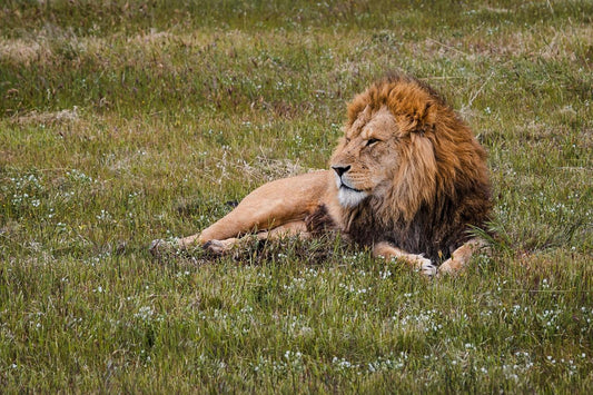 'E-Cycling Safari' Monarto Safari Park