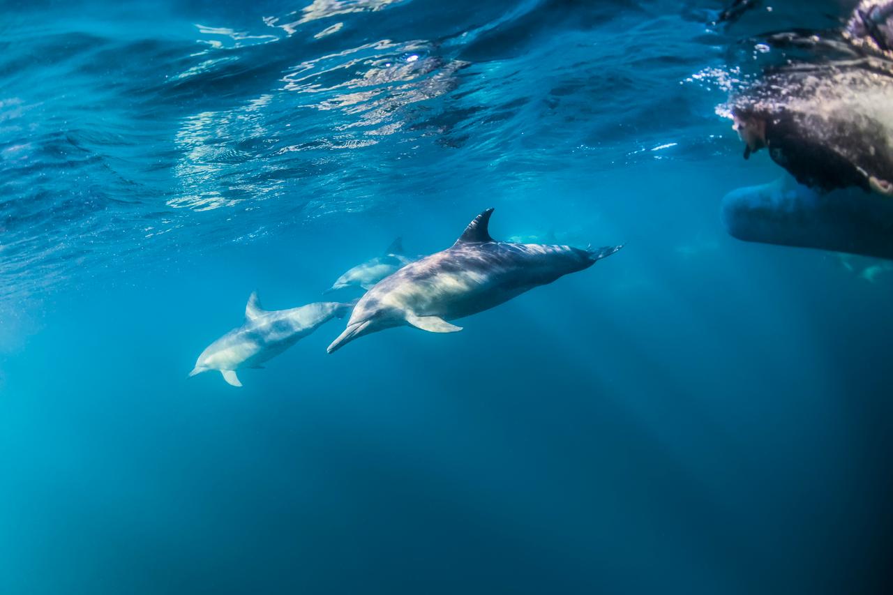 Wild Dolphin Swim & Watch