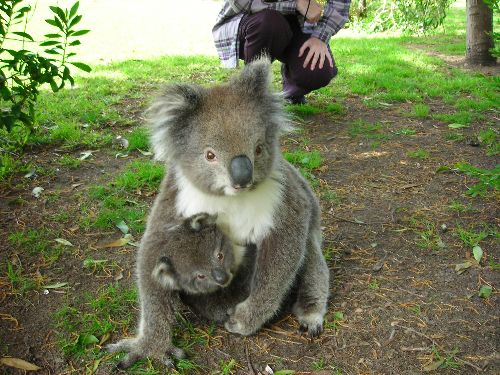 2 Day Great Ocean Road