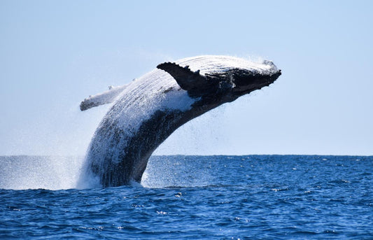 Sunset Sail/Whale Watching In Season (Whale Watching Approx July- November) Meet At The Marina For D