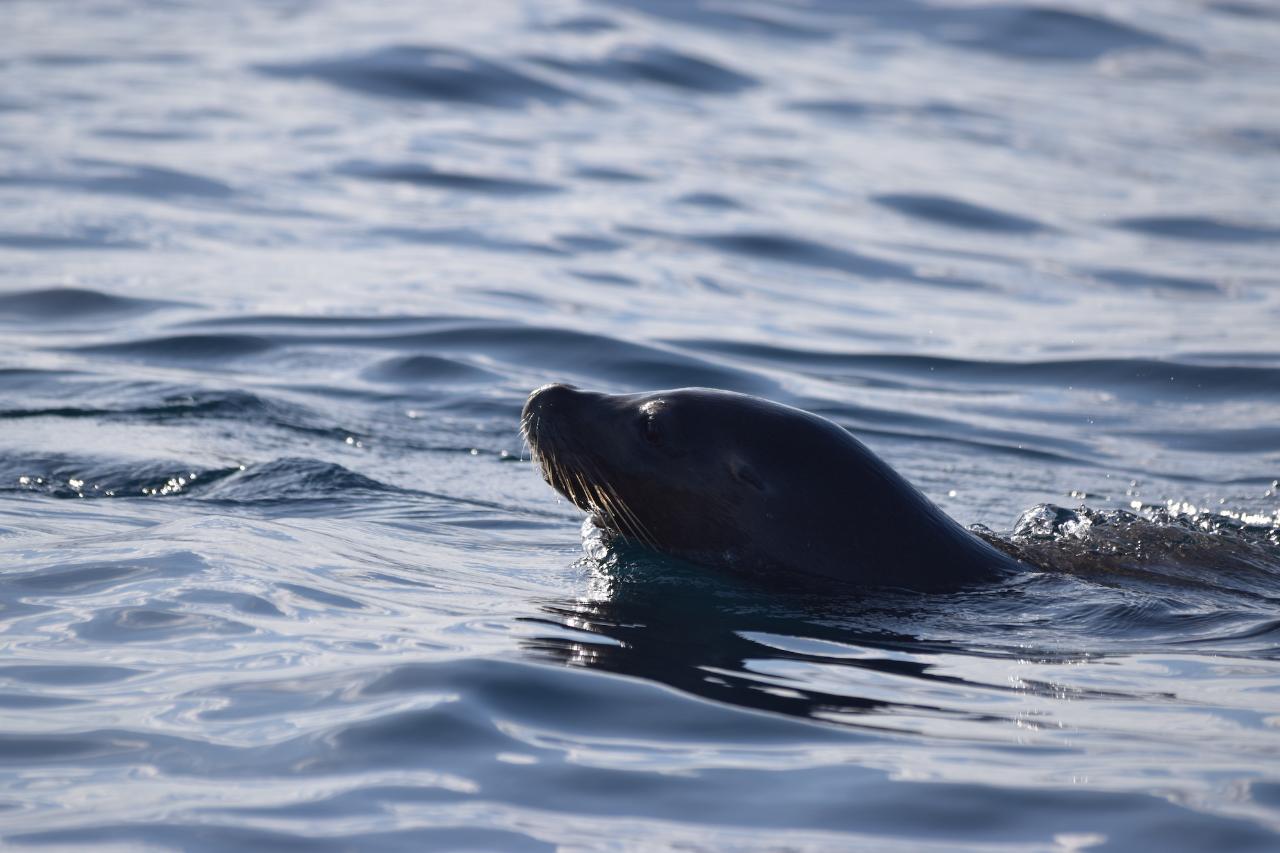 2 Hour Summer Sea Safari (Nov - Apr) Around King George Sound