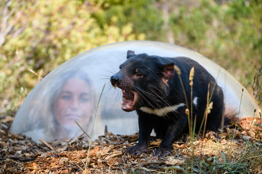 Tasmanian Devil Unzoo