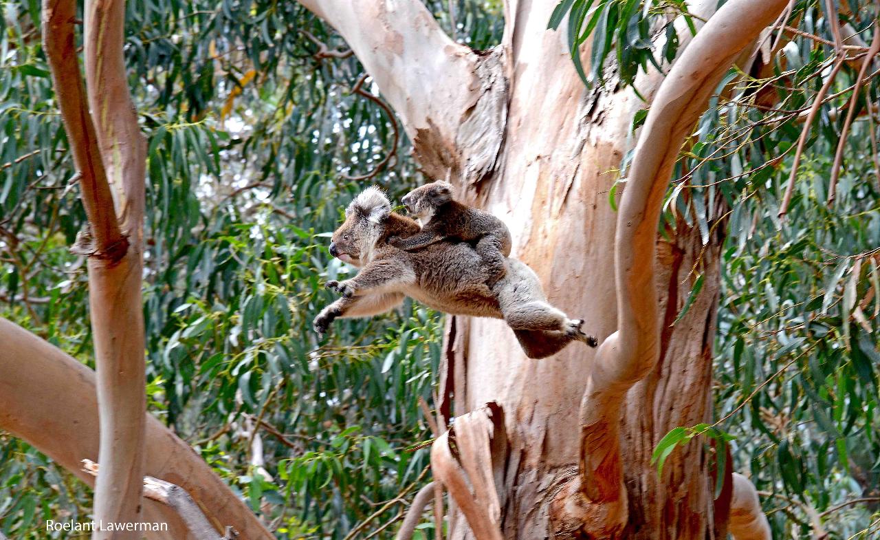Guided Koala Walk And Bush Fire Ecology Tour