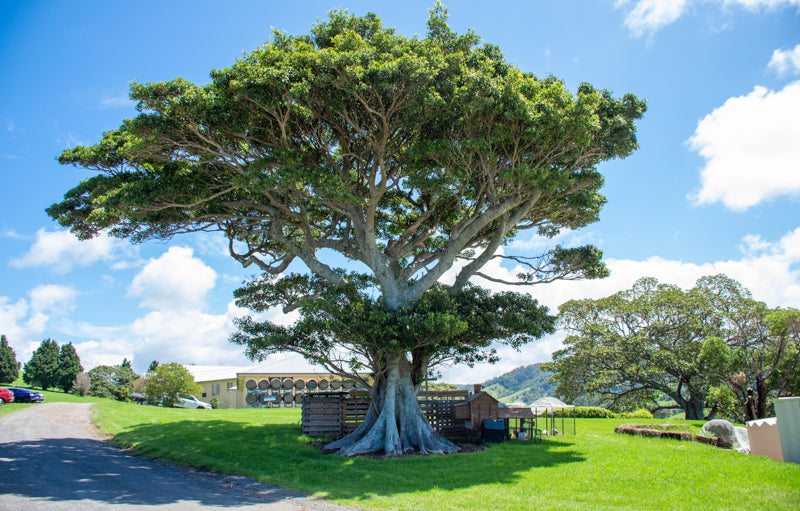 Winery & Waterfall Tour