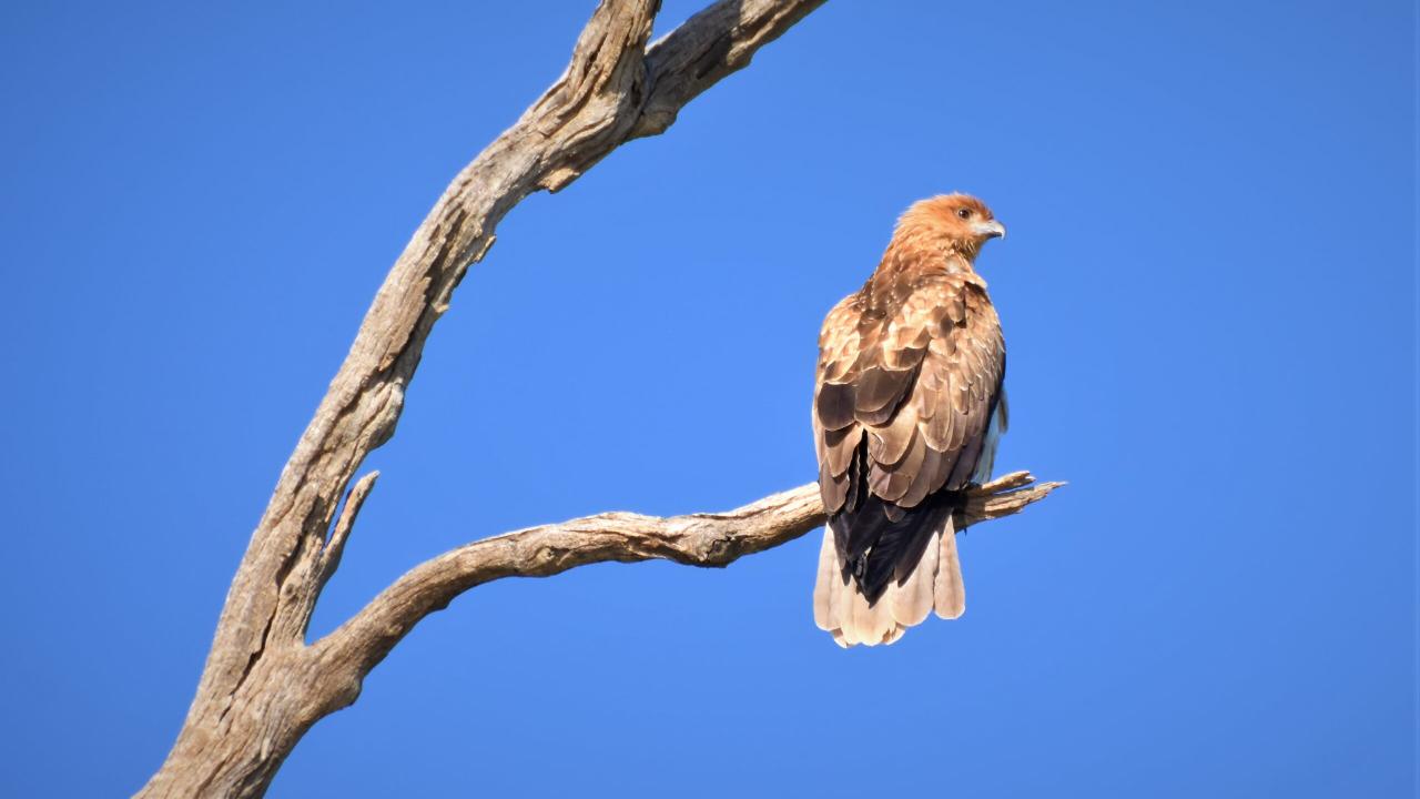 Guided Birdwatching Tour