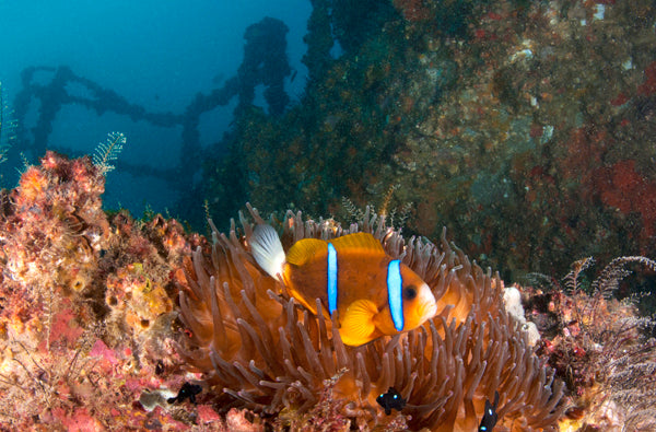 Double Dive: Ex-Hmas Brisbane Wreck