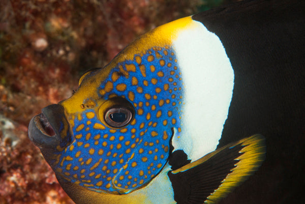Double Dive: Mooloolaba Reefs - Max 18M