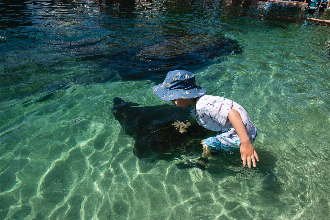 Irukandji Entry Pass & Stepping In The Lagoon Shallows & Shark Food