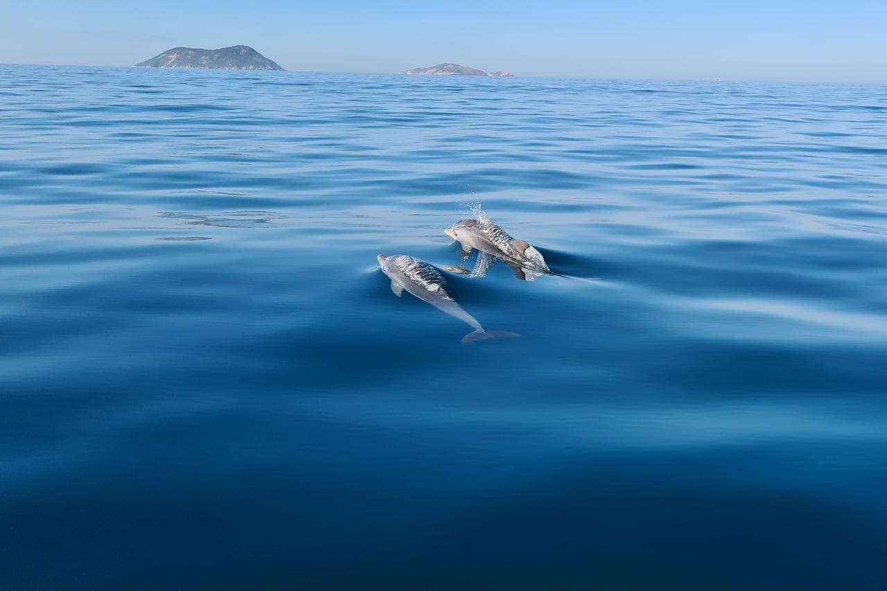 2 Hour Summer Sea Safari (Nov - Apr) Around King George Sound