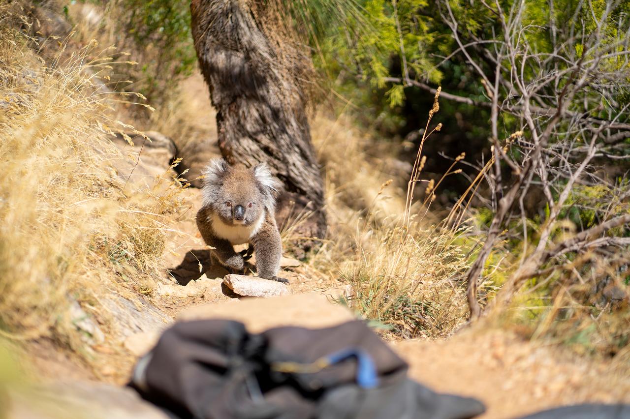 Rock Climb & Abseil At Morialta