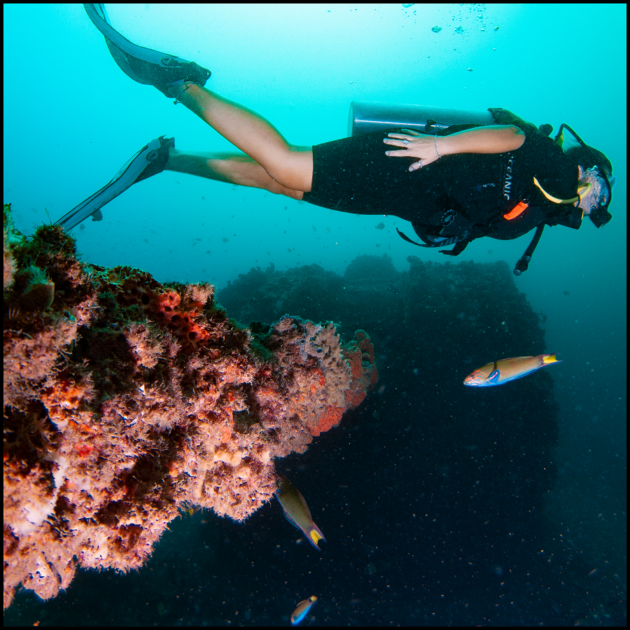 Ex-Hmas Brisbane Double Dive