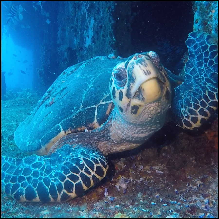 Ex-Hmas Brisbane Double Dive