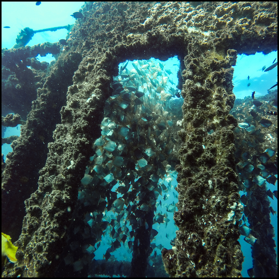 Ex-Hmas Brisbane Double Dive