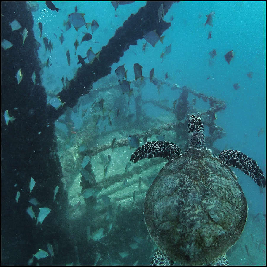 Ex-Hmas Brisbane Double Dive