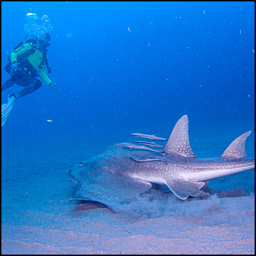 Ex-Hmas Brisbane Double Dive