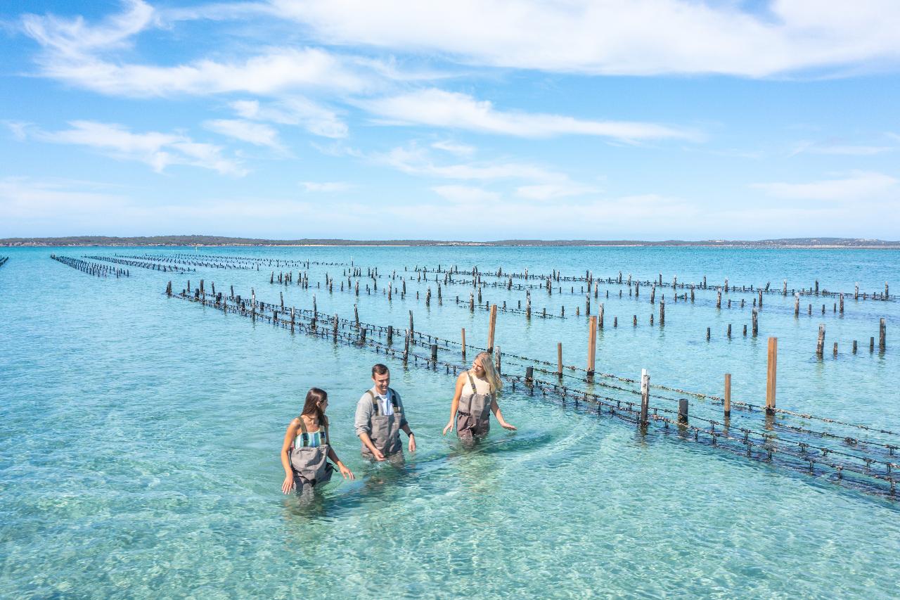 Coffin Bay Oyster Farm & Bay Tour - 12 Oysters - Including Wading Experience
