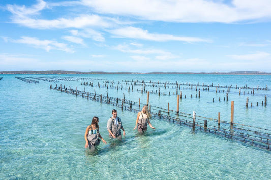 Coffin Bay Oyster Farm & Bay Tour - 12 Oysters - Including Wading Experience