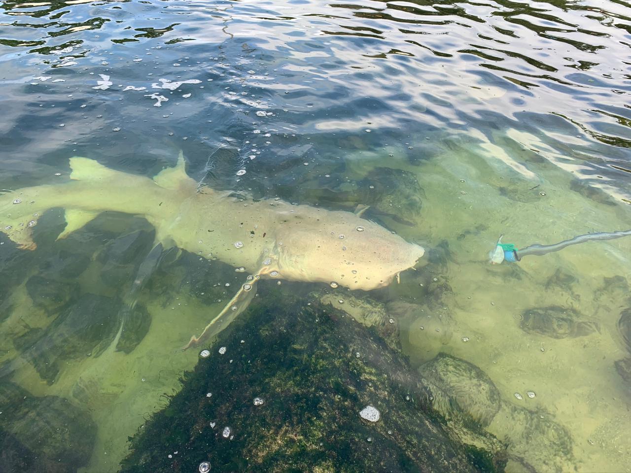 Reef Shark Encounter With Entry Pass