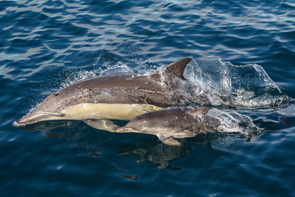 Wild Dolphin Swim & Watch