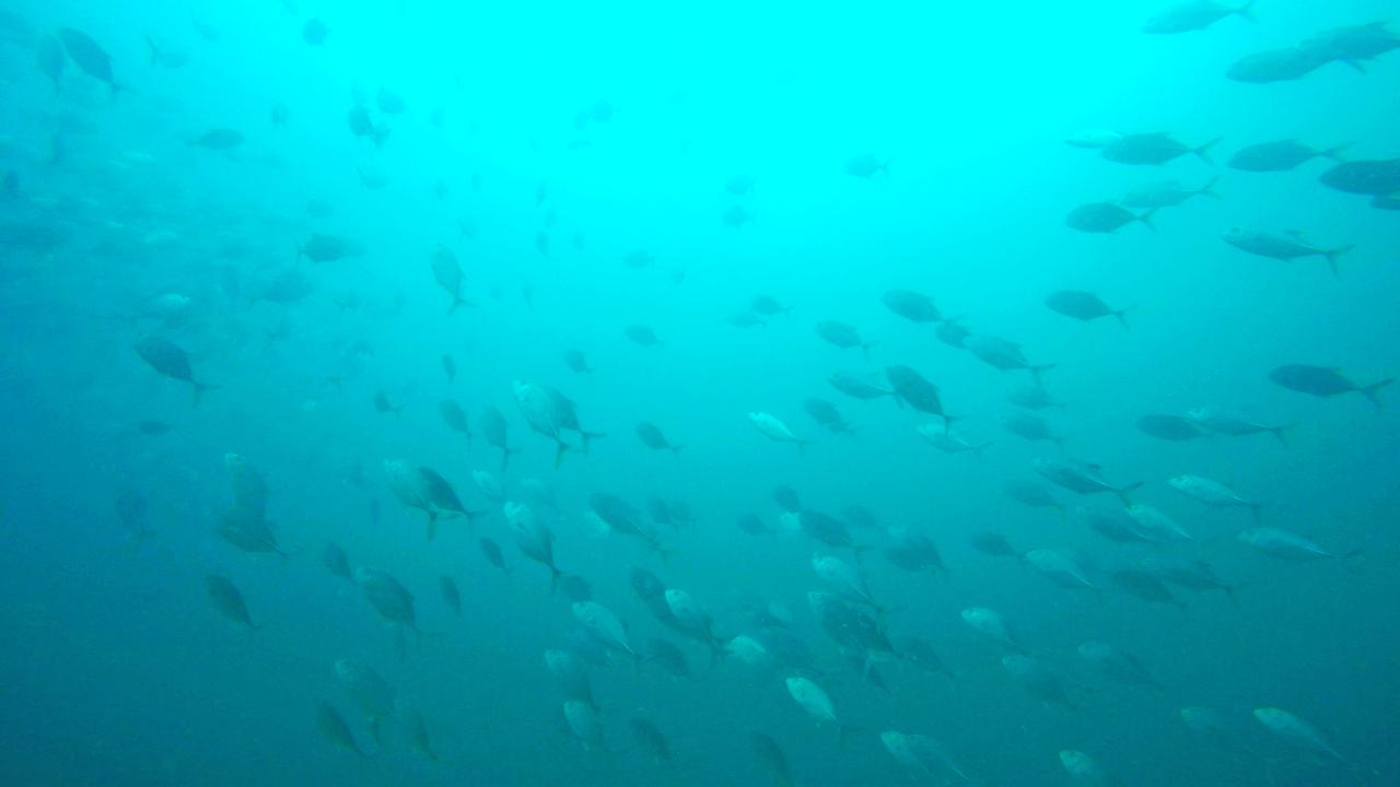 Introductory Scuba Dive & Snorkel