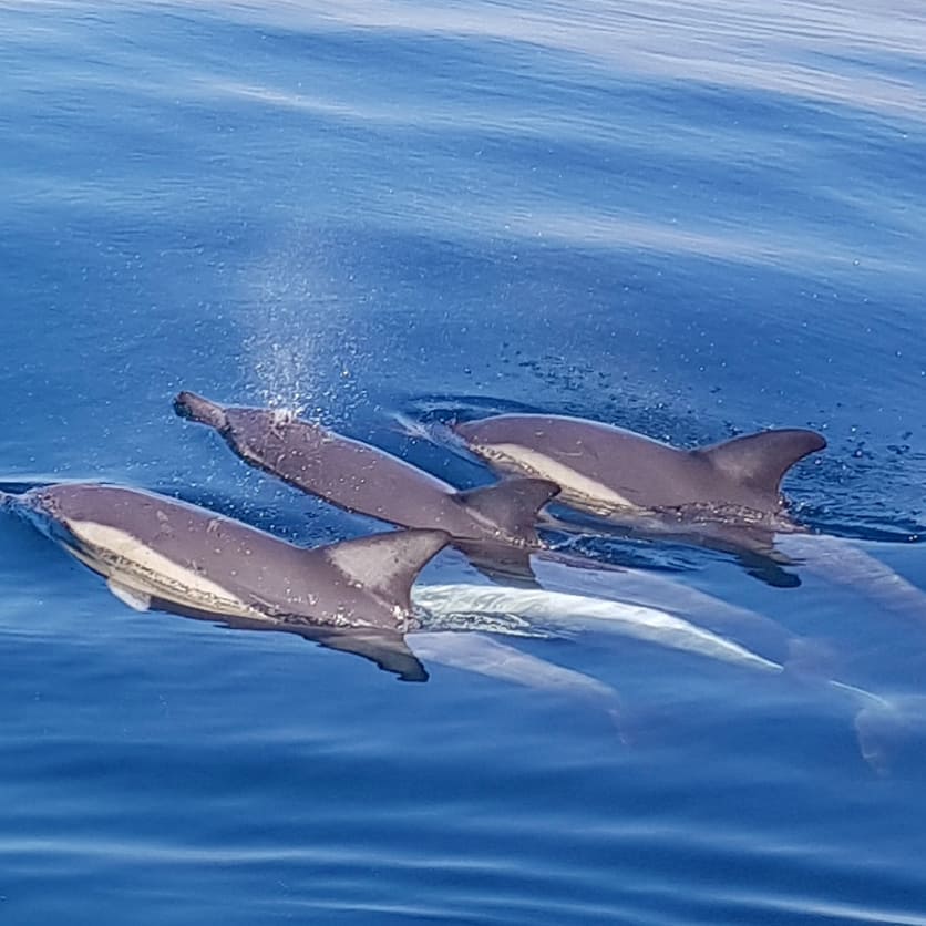 Wild Dolphin Swim & Watch