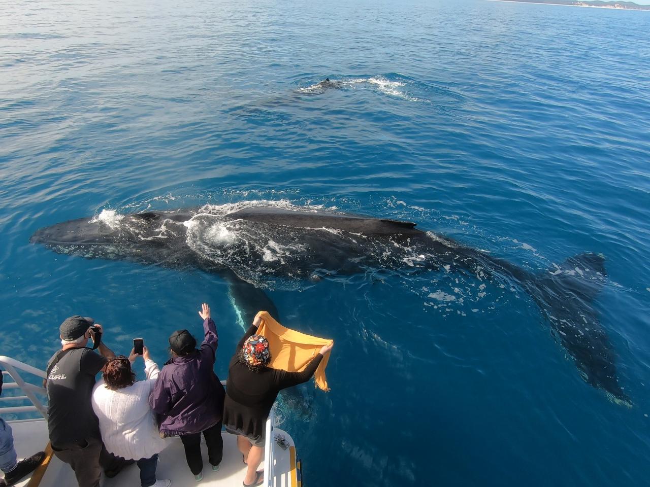 Hervey Bay Whale Search And Dolphin Watch