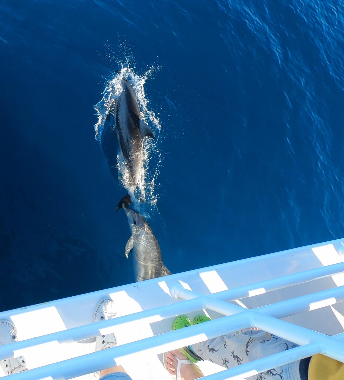 Hervey Bay Whale Search And Dolphin Watch