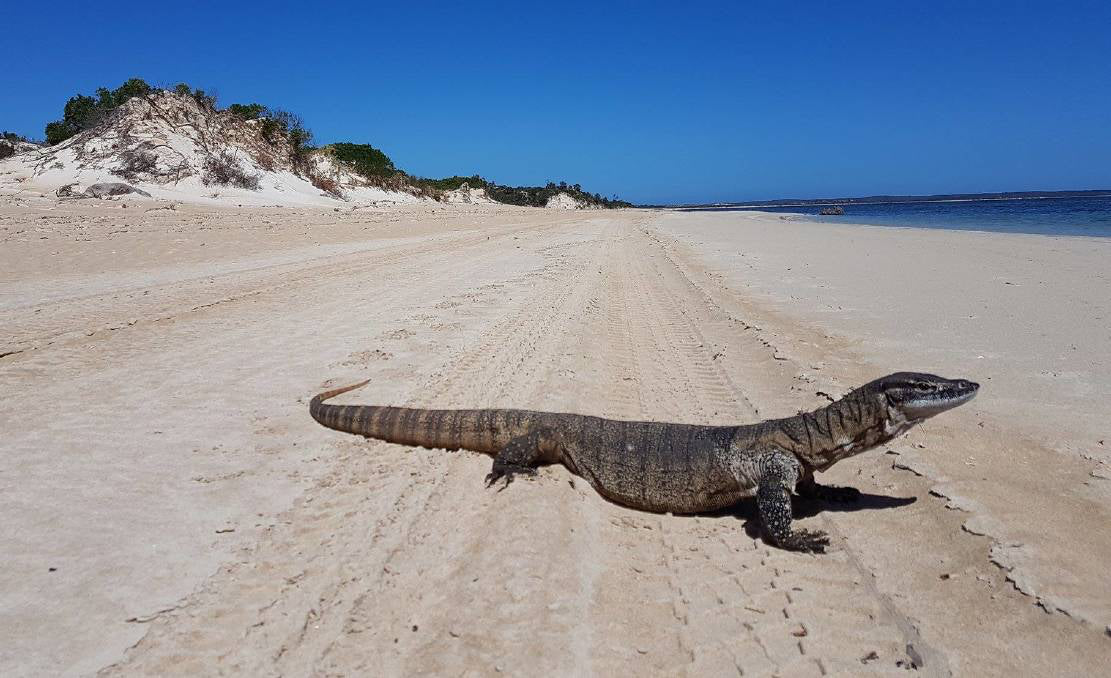 Great White Sharks & Coffin Bay - 2 Days & 2 Nights