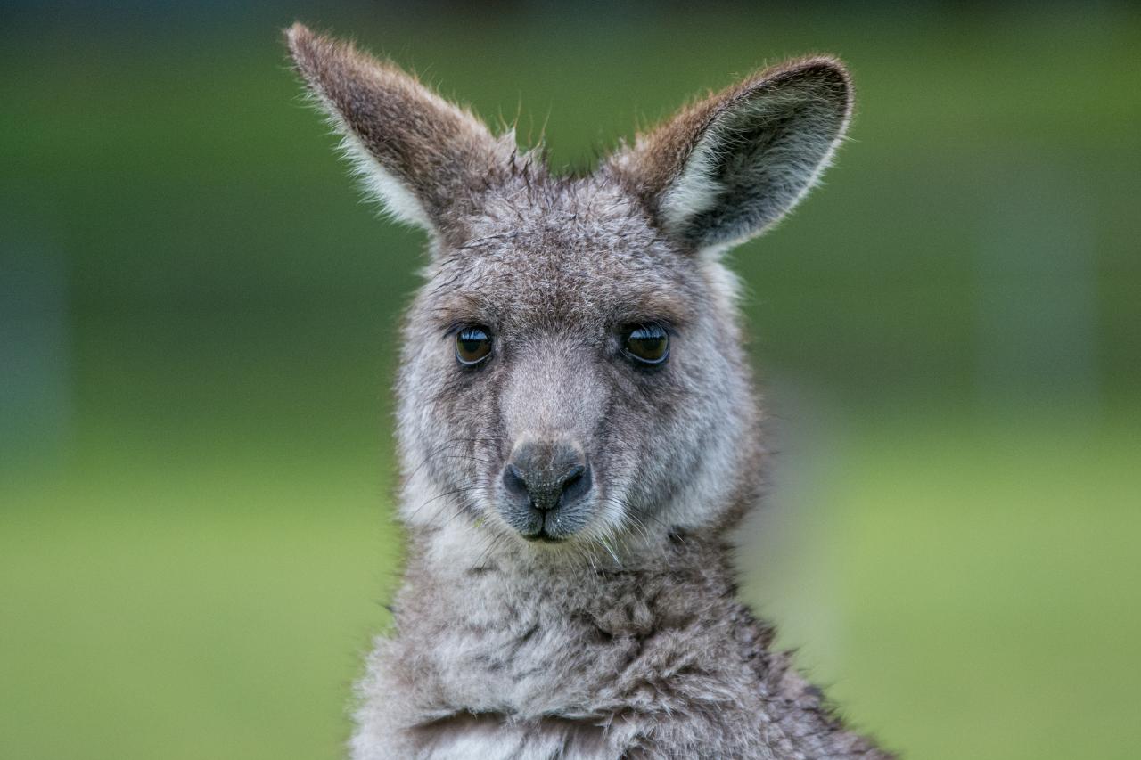 Autopia Tours: Adelaide To Melbourne 3 Day Tour