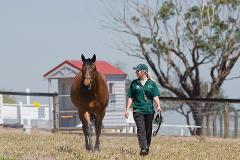 Horses, Wine & Beer Tour