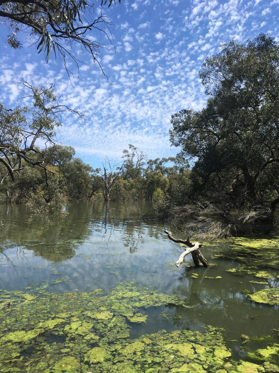 Australian Bush Delights - Hattah National Park Tour