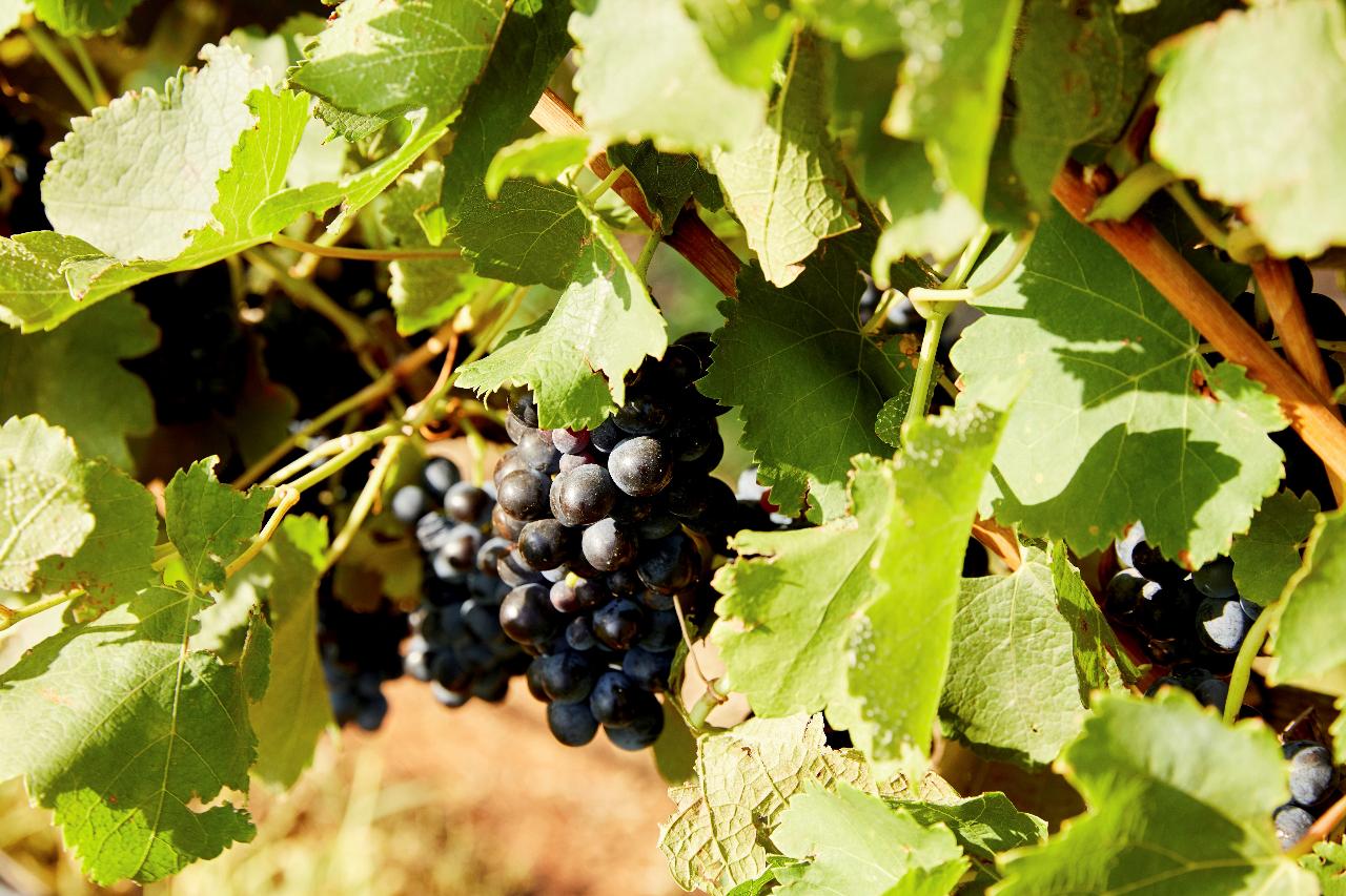 Hunter Valley Scenic Wine & Dine Day Tour