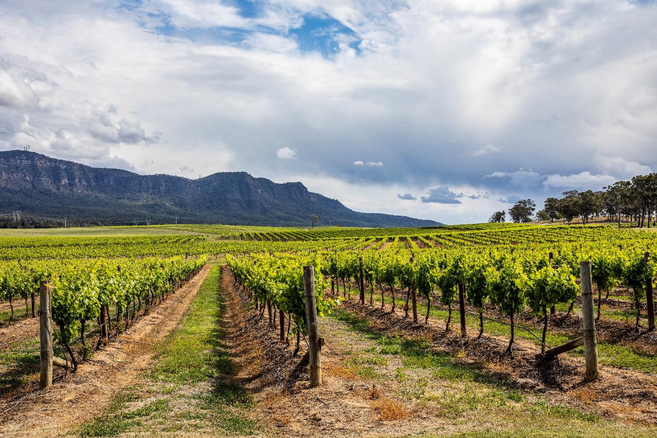 Hunter Valley Scenic Wine & Dine Day Tour