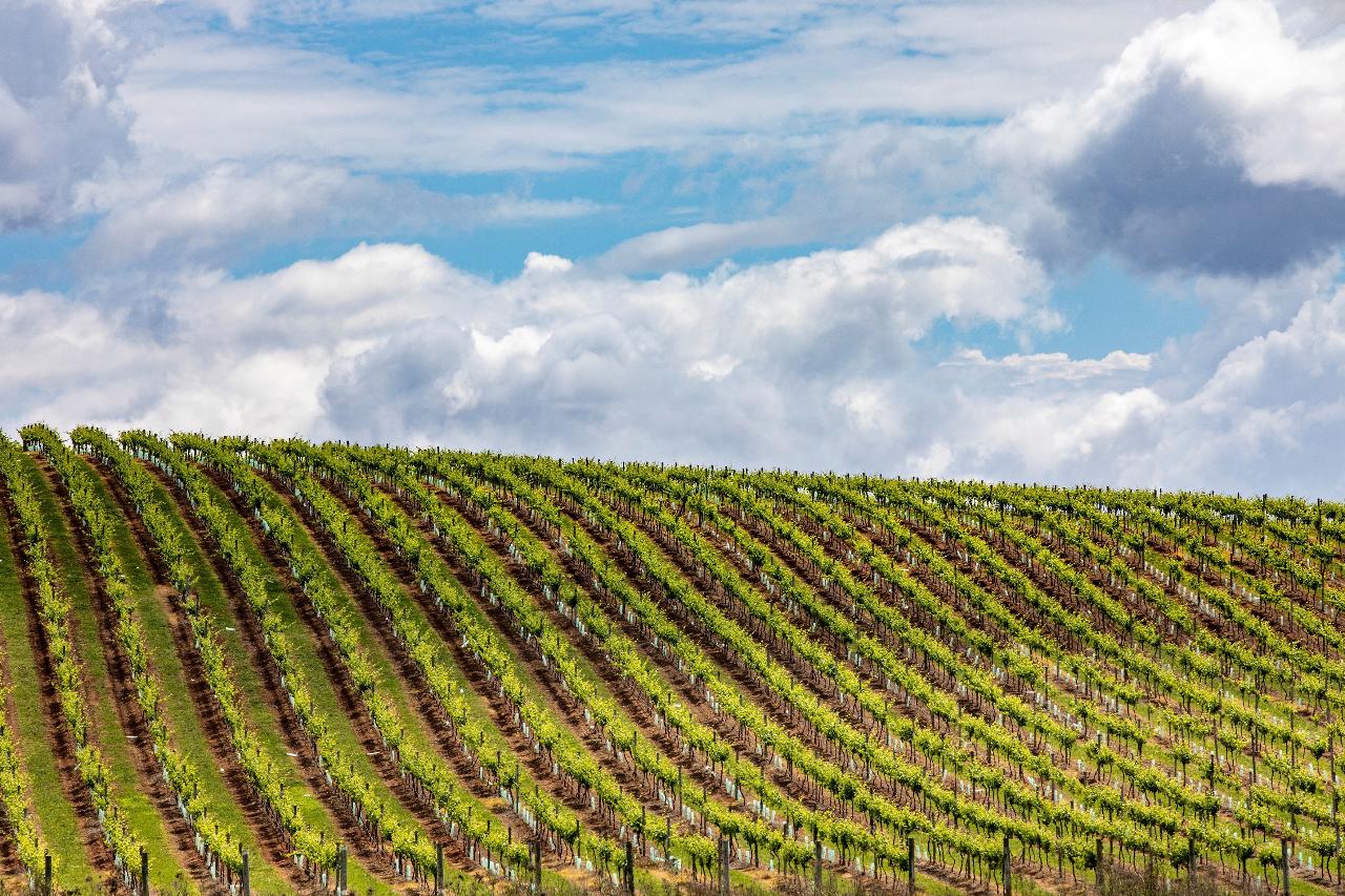 Hunter Valley Scenic Wine & Dine Day Tour