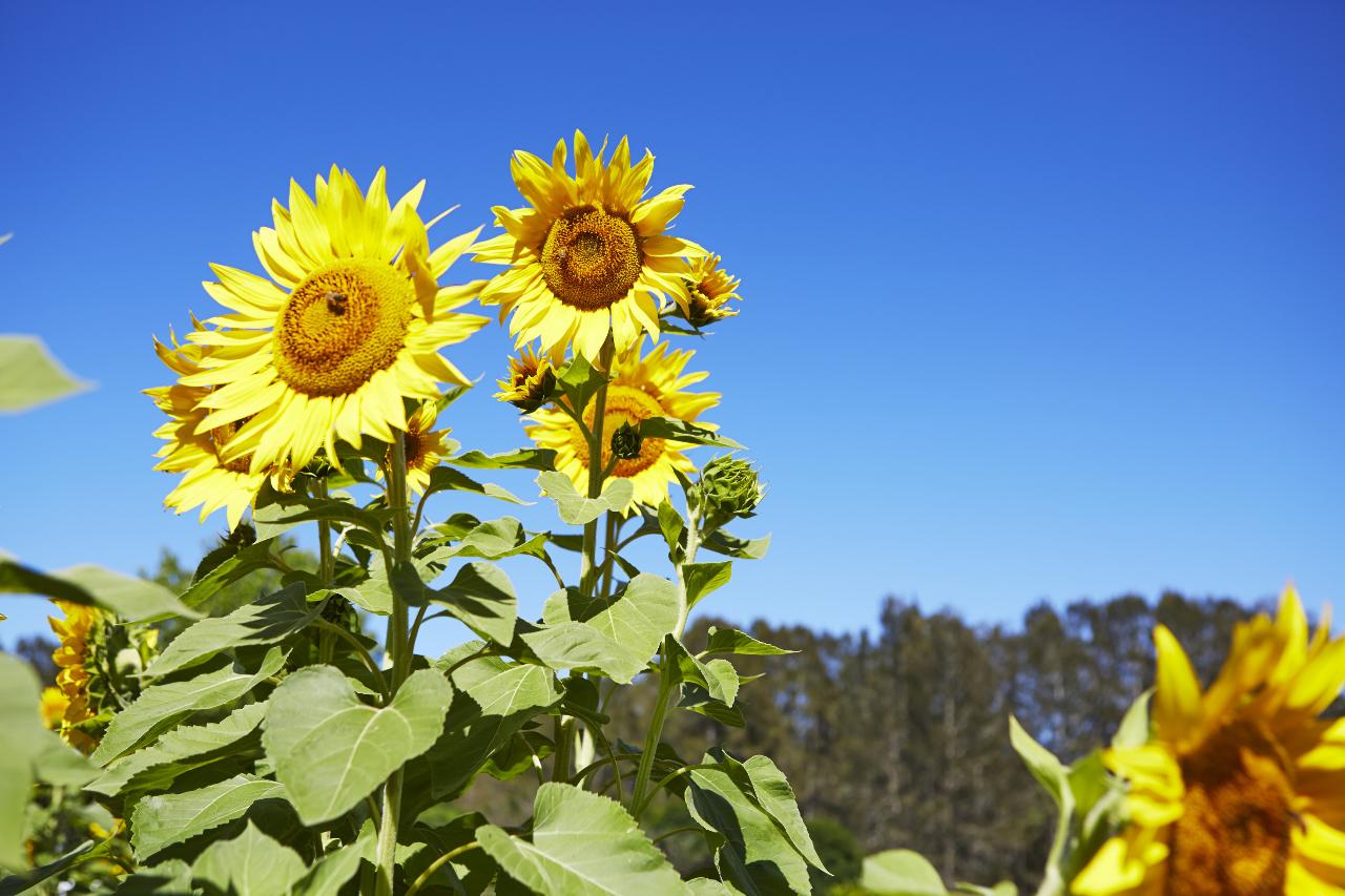 Hunter Valley Scenic Wine & Dine Day Tour