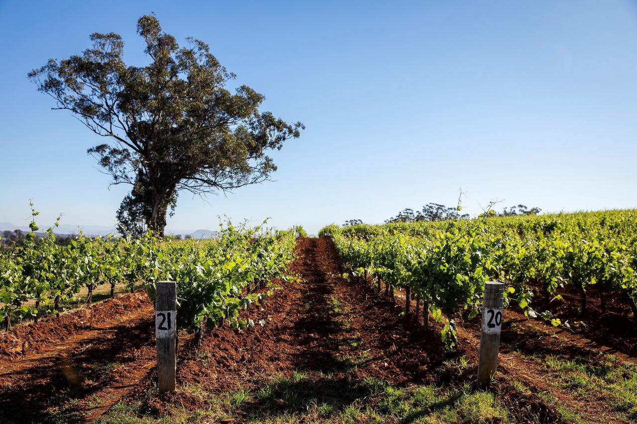 Hunter Valley Scenic Wine & Dine Day Tour